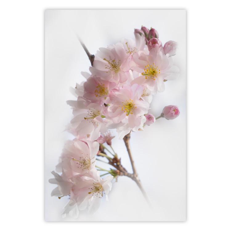 Spring in Japan - branch with pink flowers on a bright white background