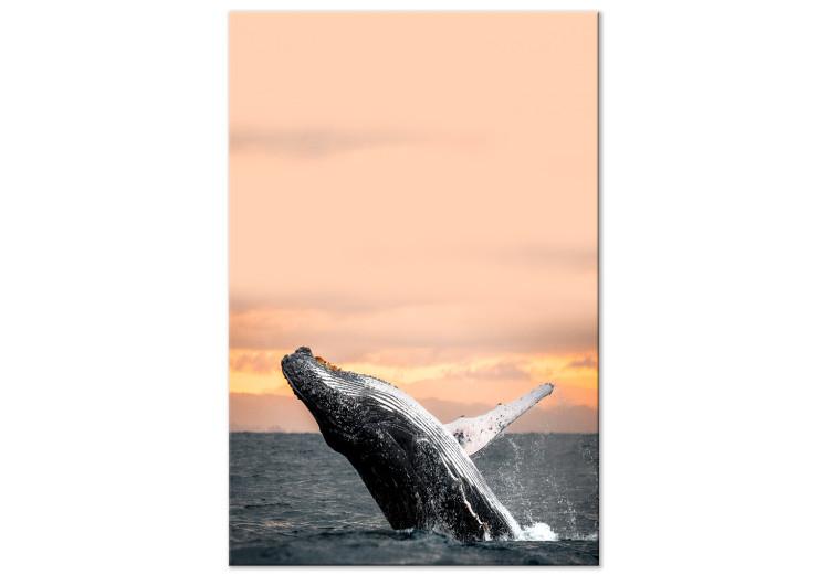 Emerging humpback whale - a whale against the setting sun