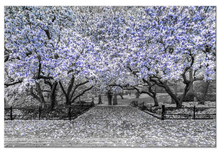 Canvas Print Blooming Magnolias - magnolia trees with flowers in shades of violet