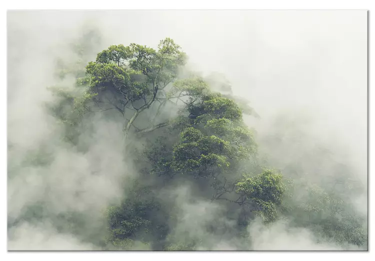 Misty Amazon (1-part) wide - landscape of an exotic forest