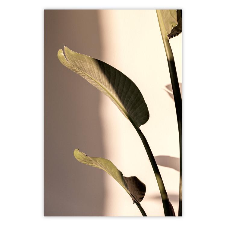 Sunny Rhythm - composition with green plant leaves on a light background