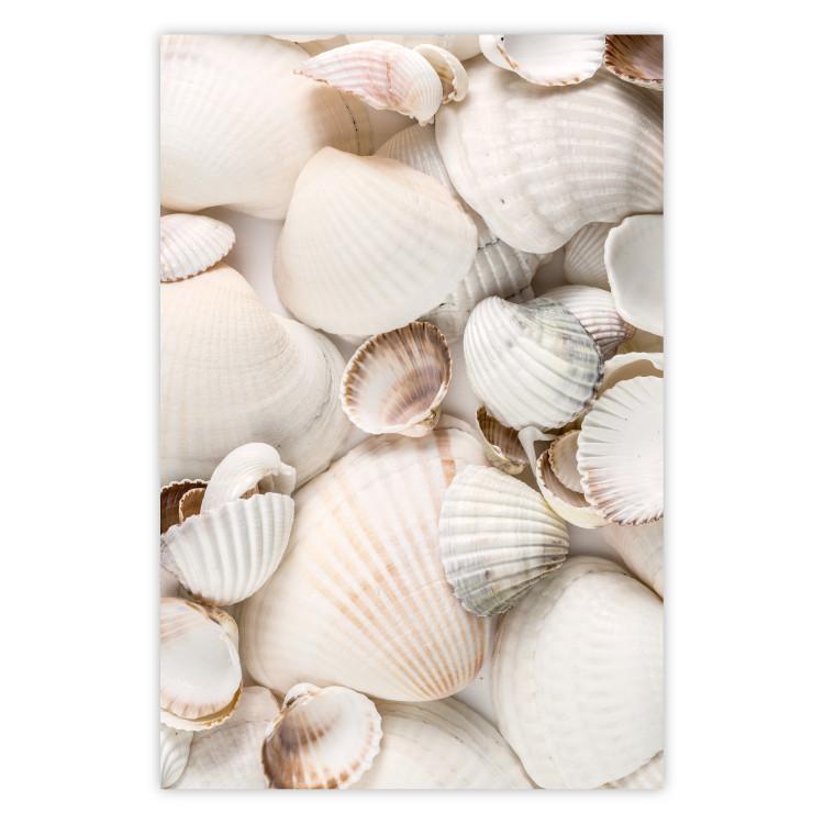 Sea Collection - maritime composition filled with light-colored shells