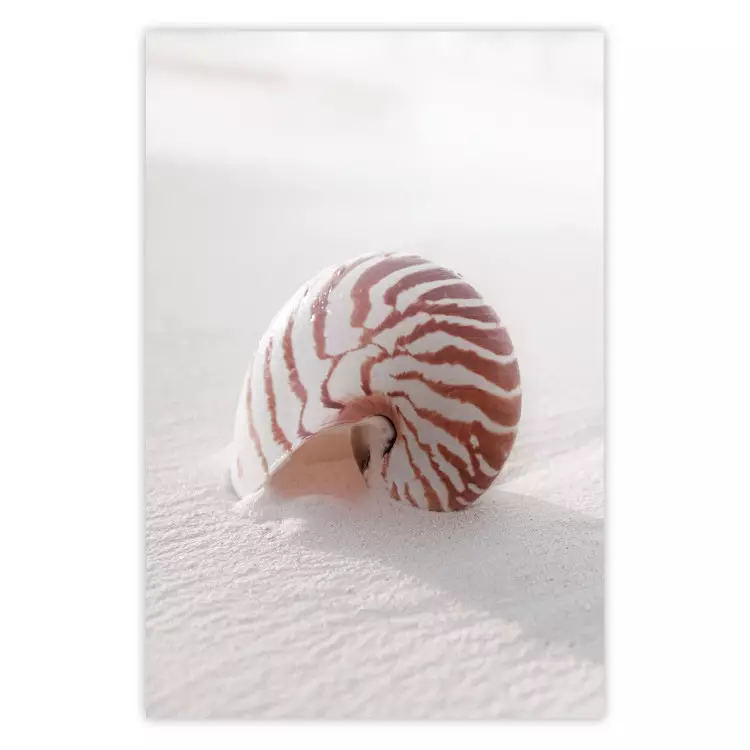 August Shell - maritime composition with a seashell on the sand