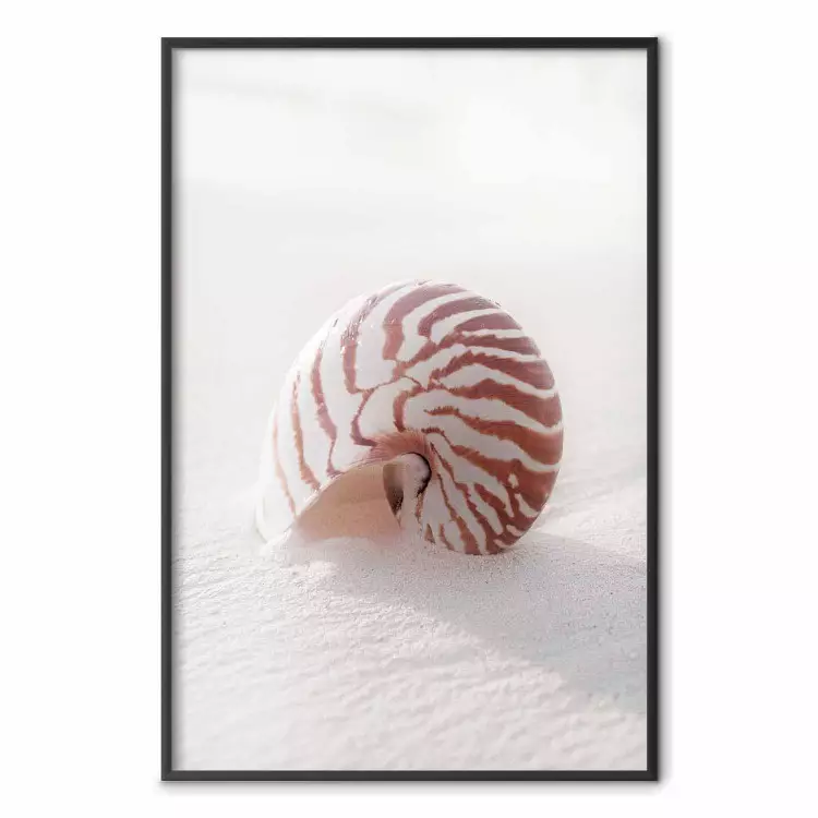 August Shell - maritime composition with a seashell on the sand