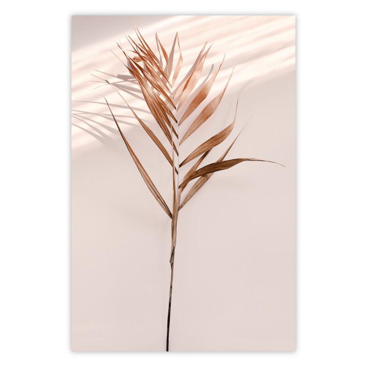Exotic Shadow - plant with brown leaves against a uniform wall
