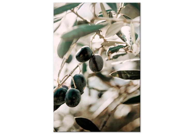 Canvas Print Olive Orchard (1 Part) Vertical