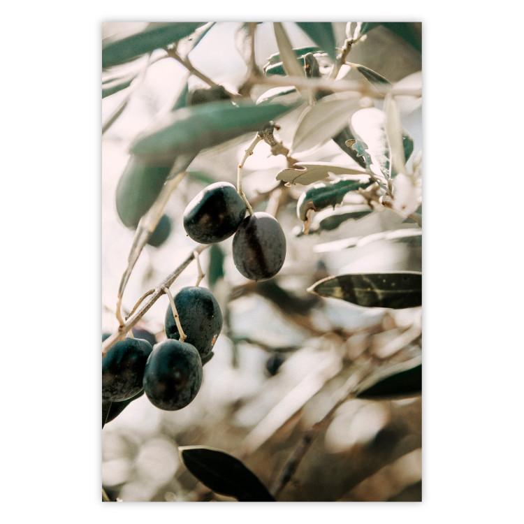 Olive Orchard - trees with leaves and black fruits on light background