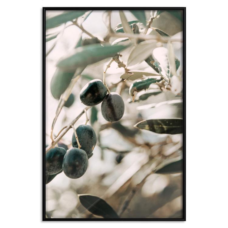 Poster Olive Orchard [Poster]