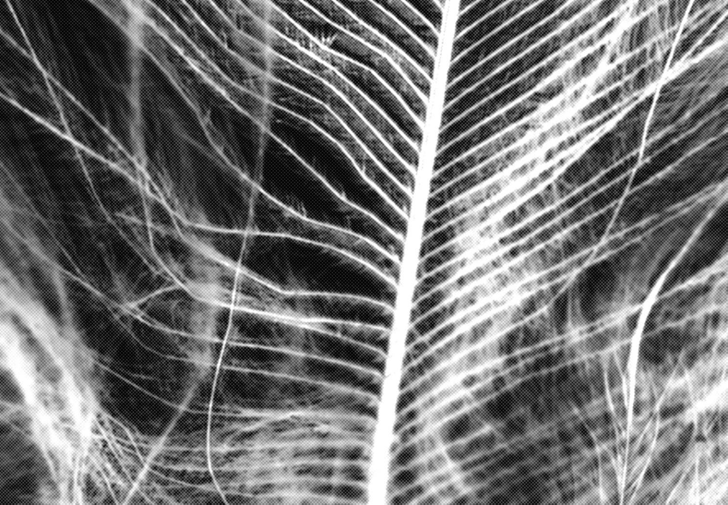 Canvas White Feather (1-piece) Vertical - white bird feather on black background