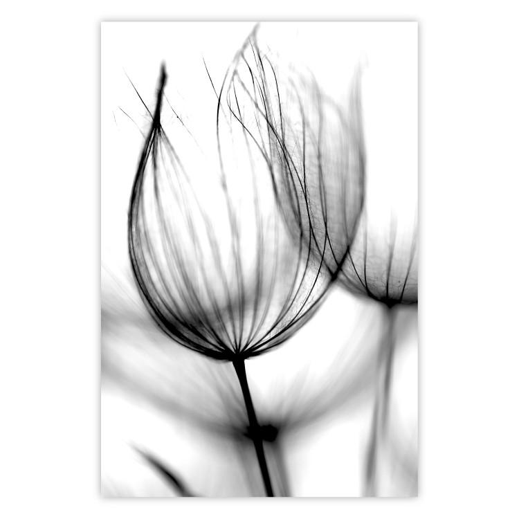 Dandelion in the Wind - black dandelion flower on a contrasting background