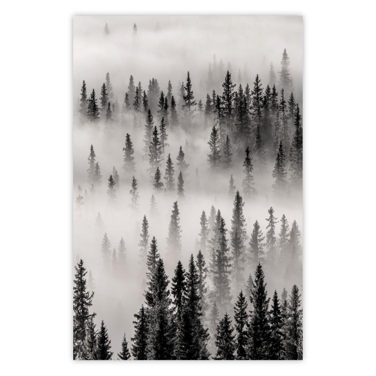 Nesting Site - landscape of a forest with spruce trees covered in thick fog