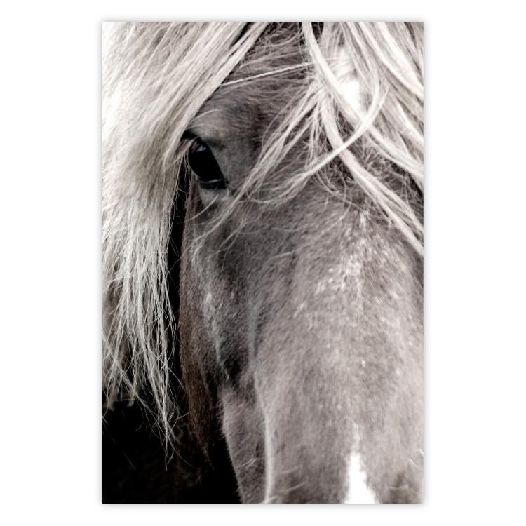 Free Spirit - black and white portrait of a horse with a clearly visible face