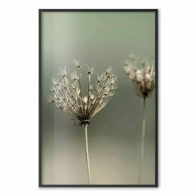 Longing for Summer Past - summer plant against a blurred green background