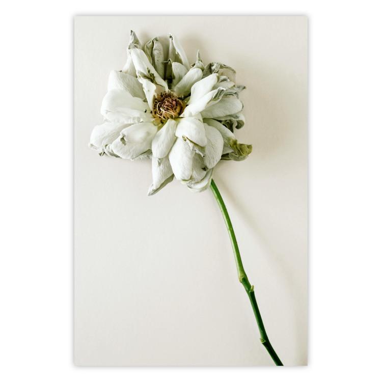 Dried Memory - plant with white flower on a uniform background