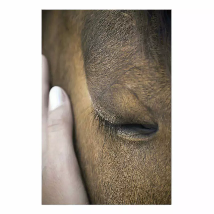 Poster Soothing Touch - human hand gently touching the face of a brown horse