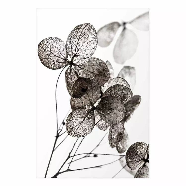 Poster Transparent Clover - composition of a plant with leaves on a white background