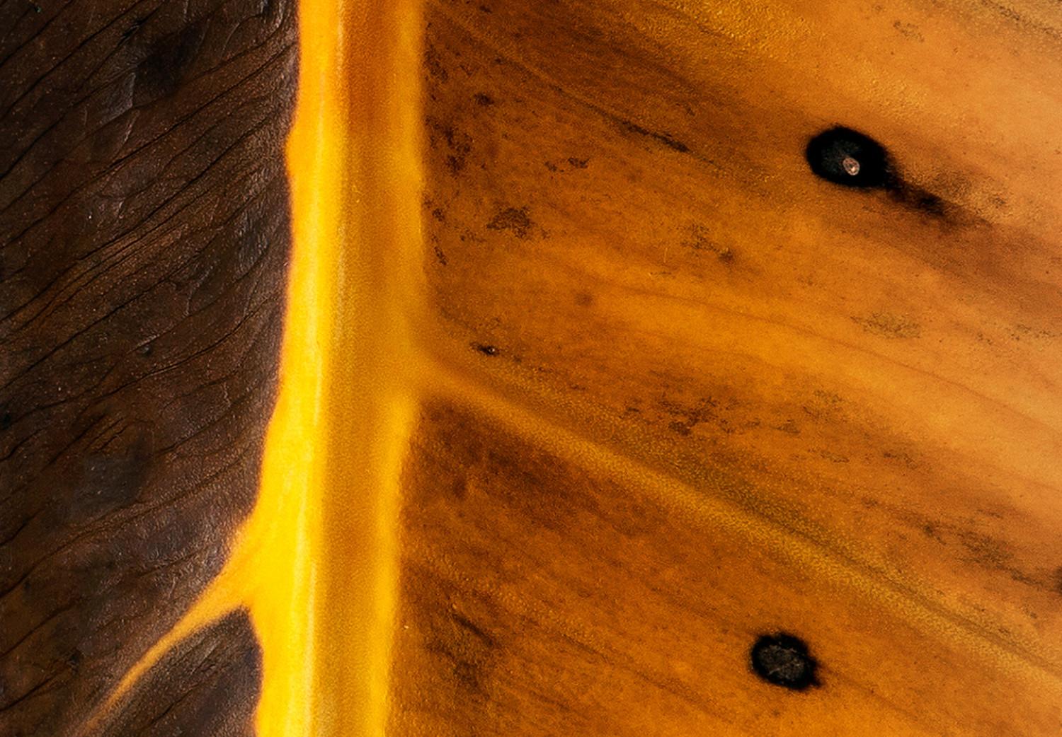 Poster Sunny Contrast - golden leaf half black with distinct structure