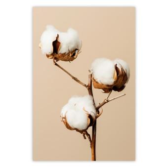 Poster Soft Saturation - plant with cotton flower on a light uniform background