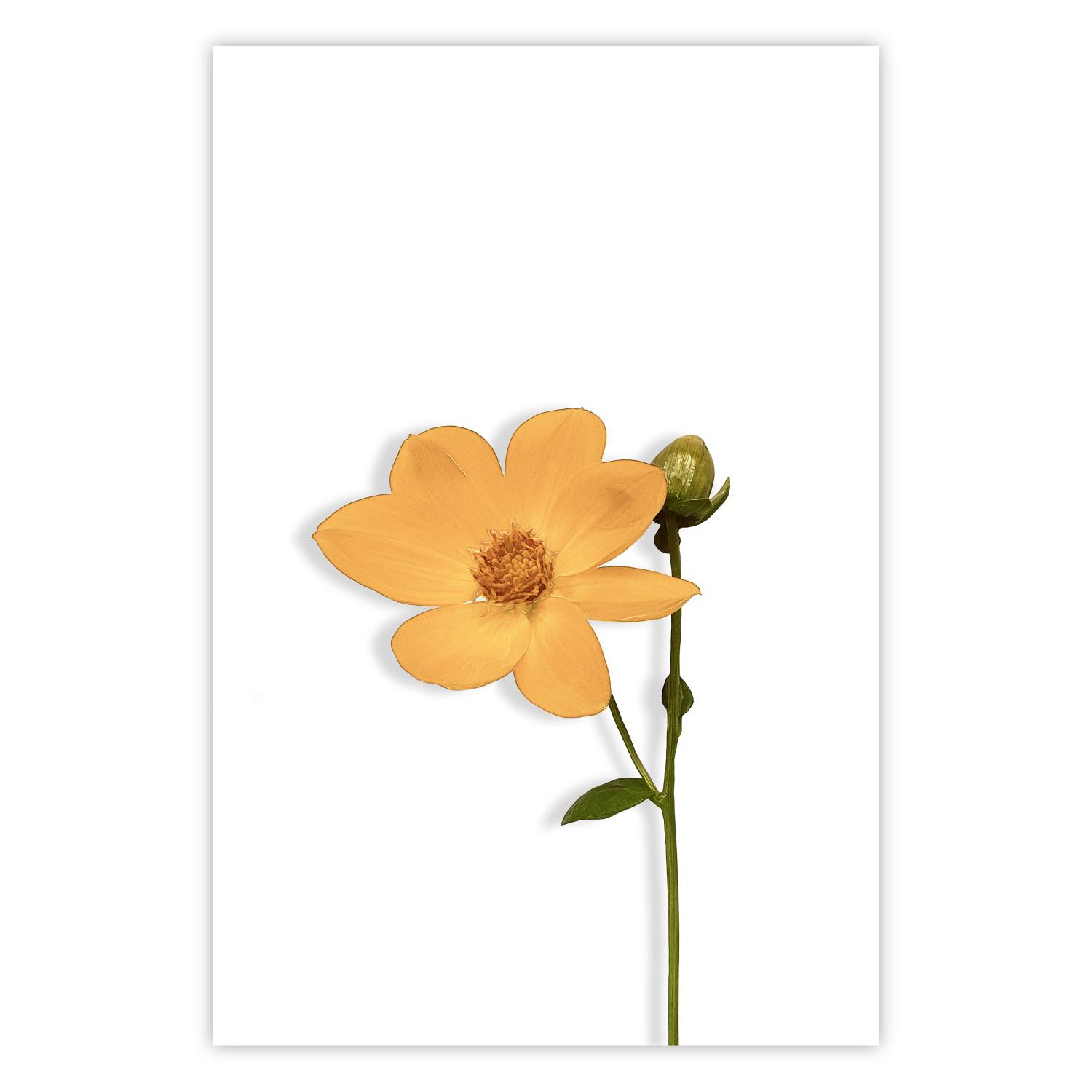 Poster Lovely Flower - a plant with a yellow flower on a uniform white background