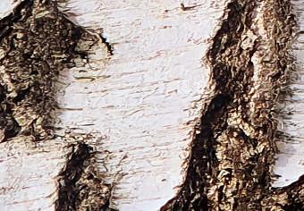 Poster Beautiful Texture - birch tree bark texture in light color