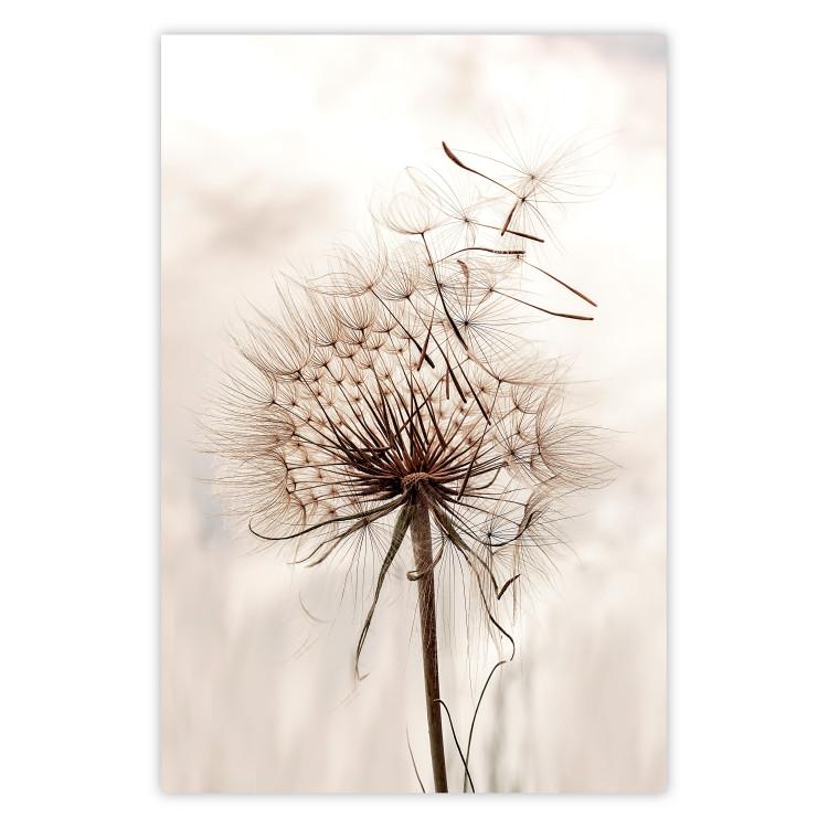 Magnetic Breeze - dandelion flower in the wind in sepia colors