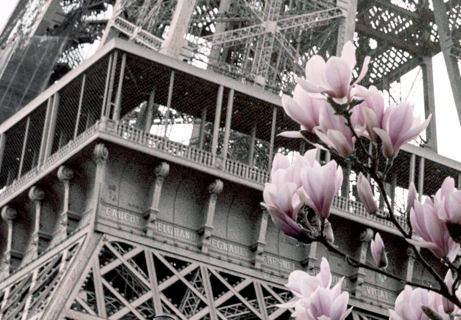 Poster Magnolias in the Sun of Paris - pink flowers against the gray backdrop of the Eiffel Tower