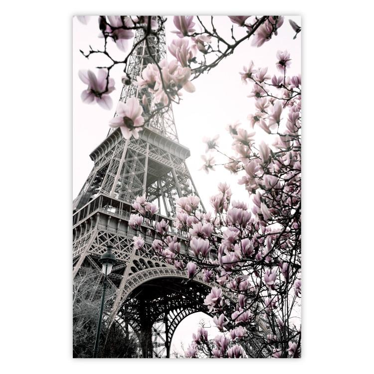 Magnolias in the Sun of Paris - pink flowers against the gray backdrop of the Eiffel Tower