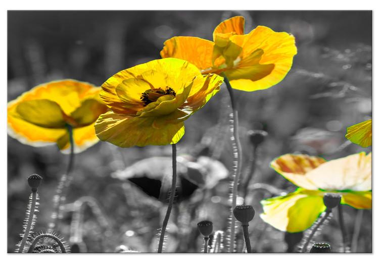Large Canvas Print Yellow Poppies [Large Format]