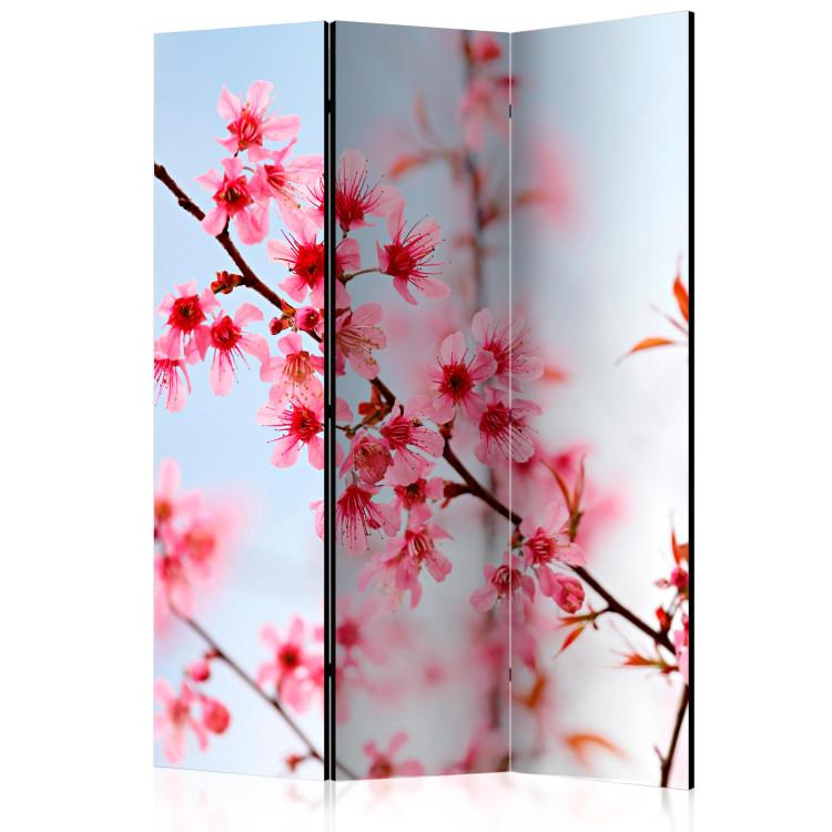 Room Divider Symbol of Japan - sakura flowers [Room Dividers]