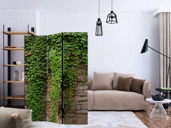 Room Divider Ivy Wall - light brick wall covered with green leafy plant