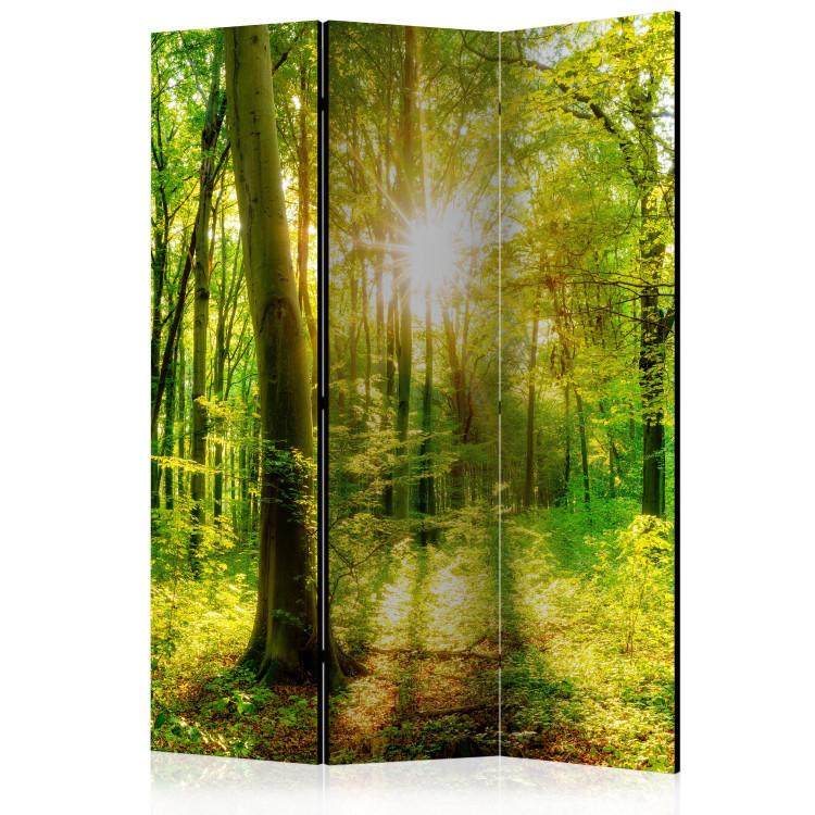 Room Divider Forest Rays [Room Dividers]