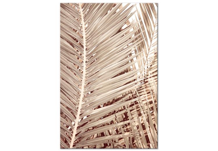 Dried palm - sharp, dry palm leaves on a white background