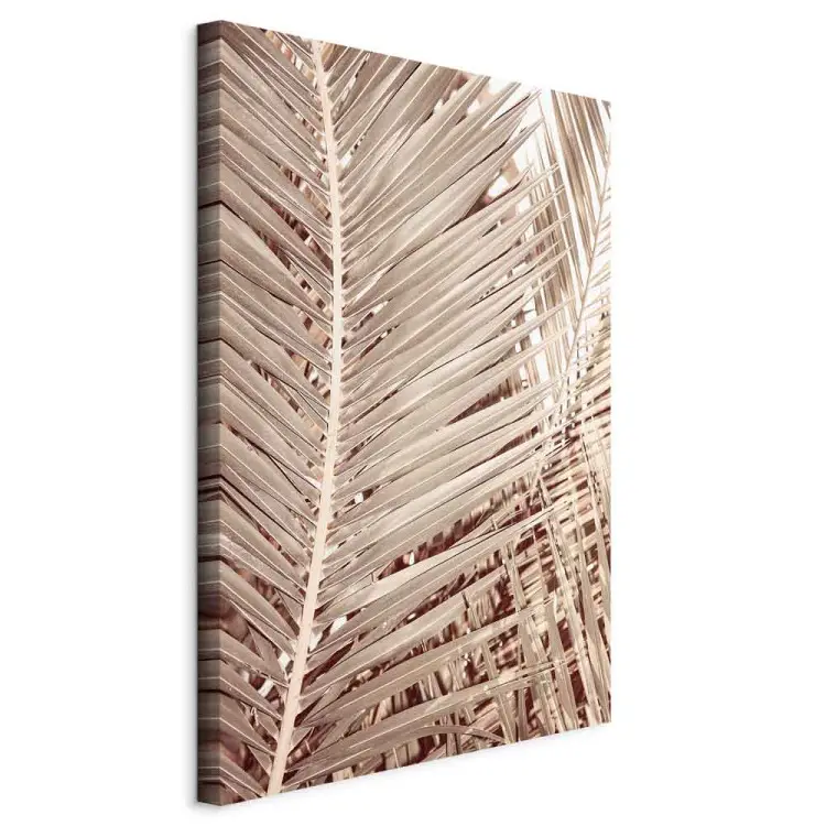 Dried palm - sharp, dry palm leaves on a white background
