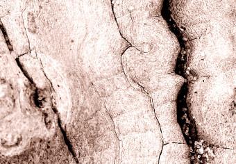 Canvas Tree bark - black and white closeup on a bright bark