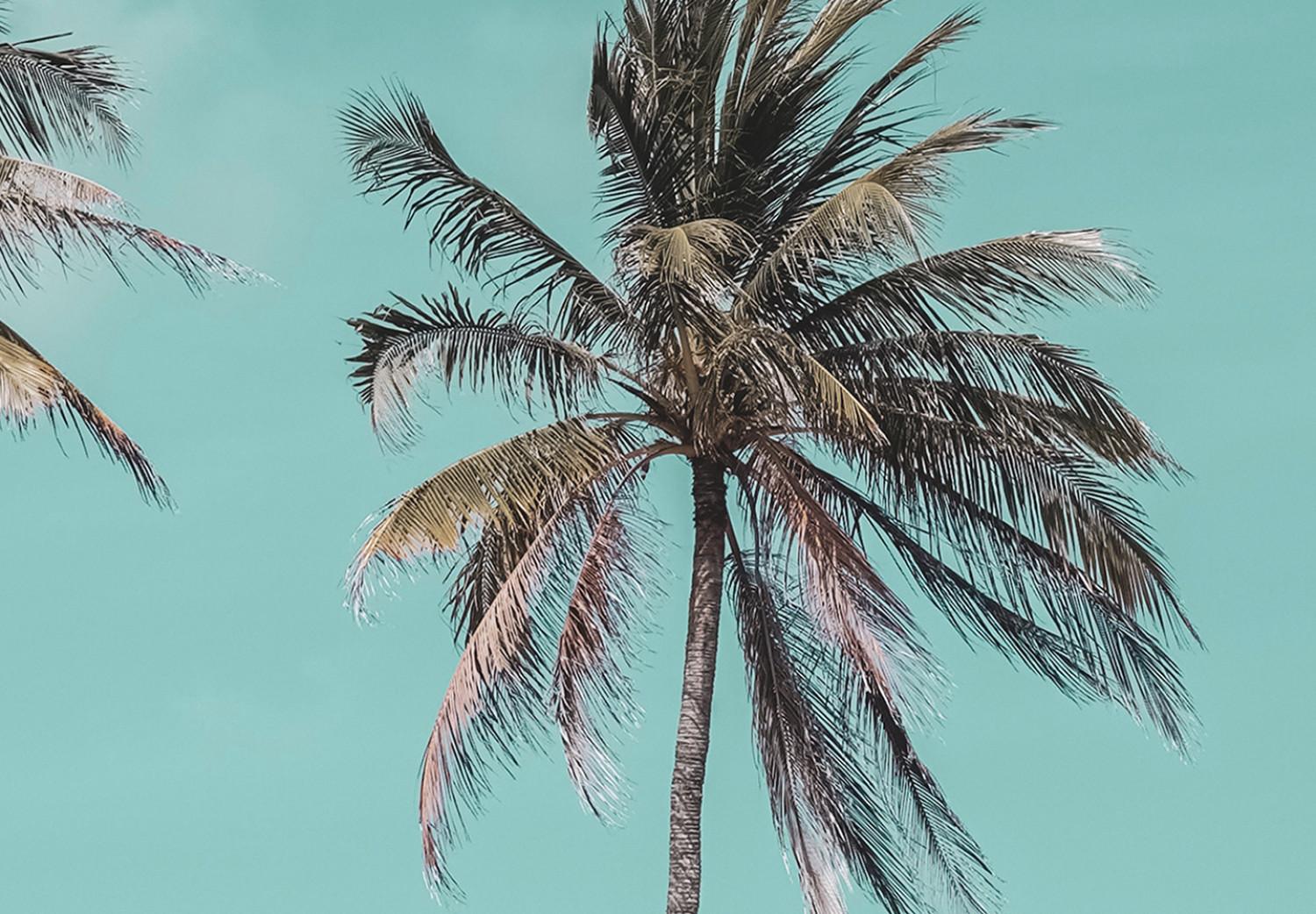 Canvas Three palms - Image of three trees on a blue sky