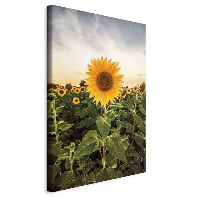 Sunflower Field (1-piece) Vertical - spring landscape of a meadow