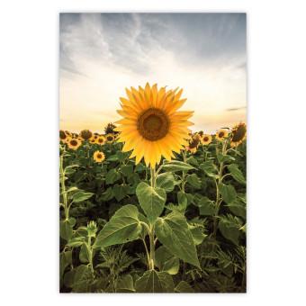 Poster Sunflower Field - meadow full of yellow flowers against a bright sky