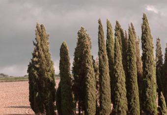 Canvas Tuscan forest - photo with a landscape of Tuscany and cypresses
