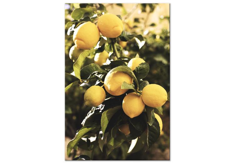 Canvas Print Lemon tree - Photo of twigs of trees with ripe fruits