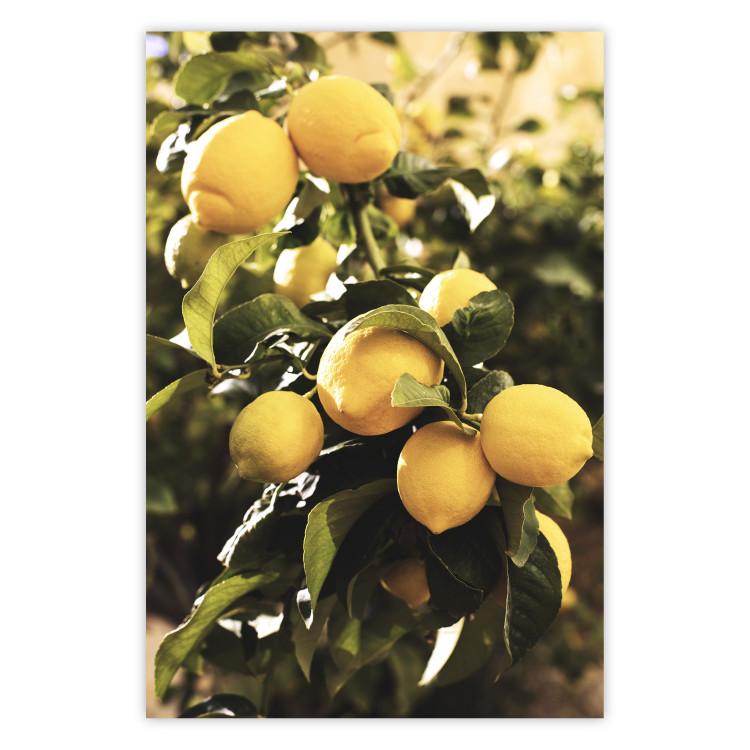 Italian Citrus - composition with yellow lemons against green plants