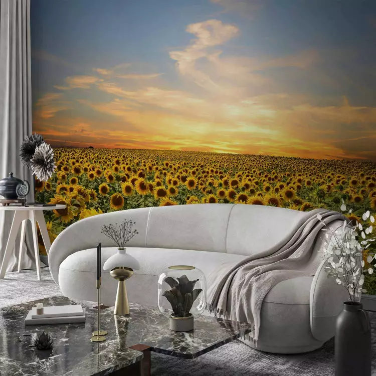 Wall Mural Awakening nature - landscape of a field of sunflowers with sunrise