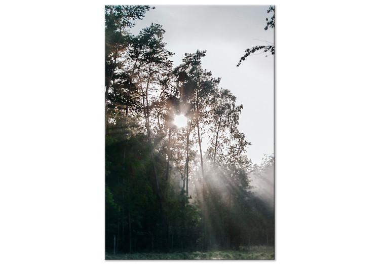 Sun get through the trees - photo of a forest landscape