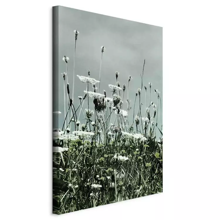 Field of white poppies - photo of landscape with gray sky