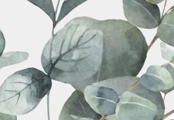 Canvas Eucalyptus leaves - landscape on a white background