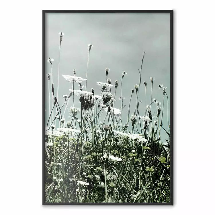 Midsummer - landscape of a flower-filled meadow with cloudy sky in the background