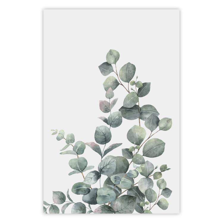Eucalyptus Branches - composition with leaves of green plant and light background