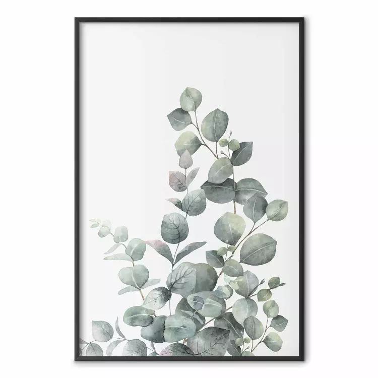 Eucalyptus Branches - composition with leaves of green plant and light background