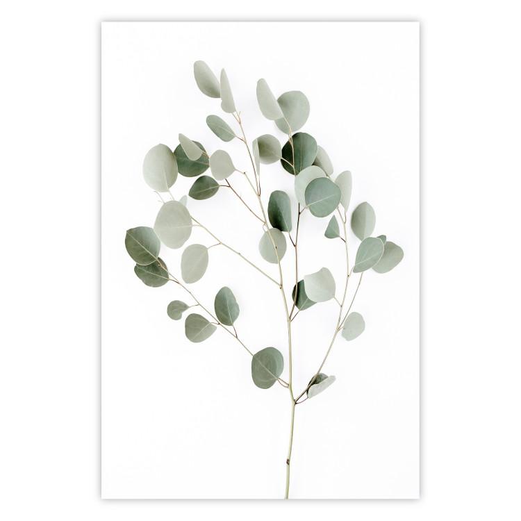 Silver Eucalyptus - simple composition with green leaves on a white background