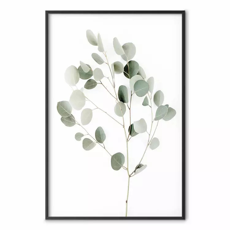 Silver Eucalyptus - simple composition with green leaves on a white background