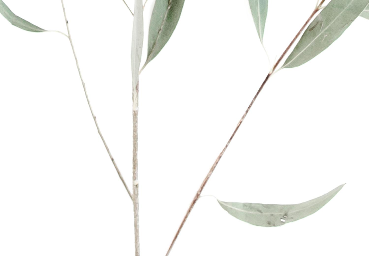 Poster Eucalyptus Nicholii - minimalist composition with green leaves